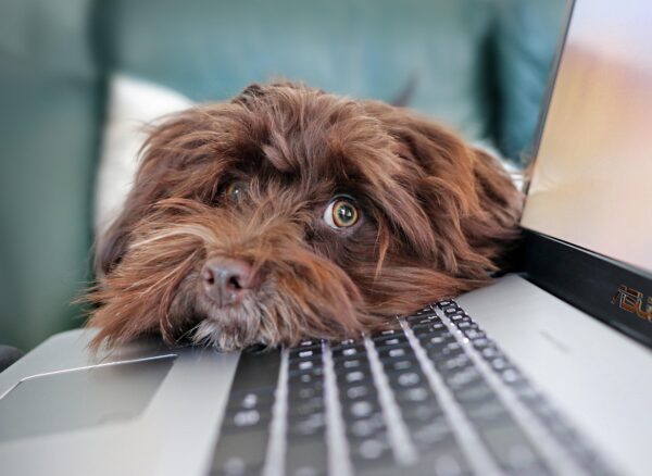 Pies informatyka - informatyk czy outsourcing Pies informatyka - informatyk czy outsourcing