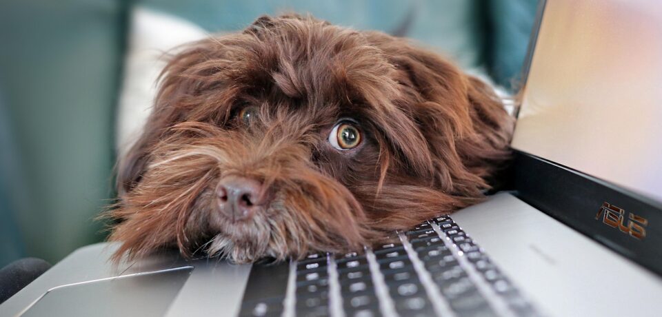 Pies informatyka - informatyk czy outsourcing